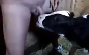 fucking with animals, animal porn